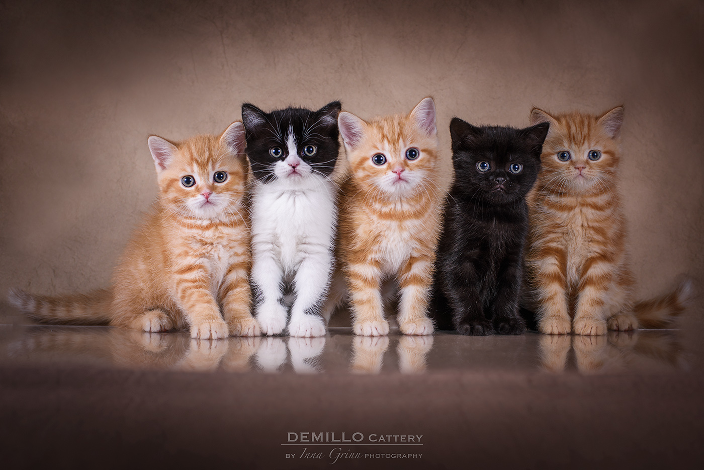 Demillo Cattery, 05.02.2021.