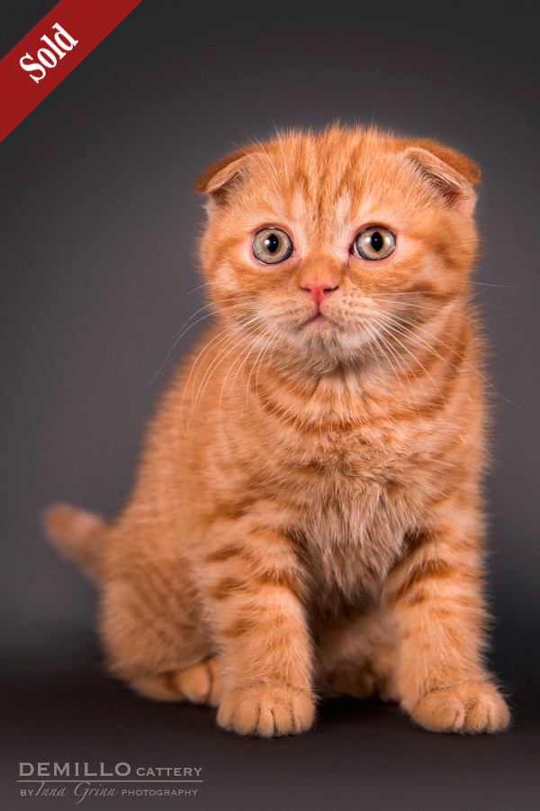 Aisha Demillo, female, 19.09.2018. SOLD!