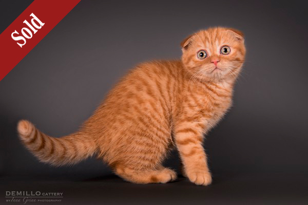 Aisha Demillo, female, 19.09.2018. SOLD!