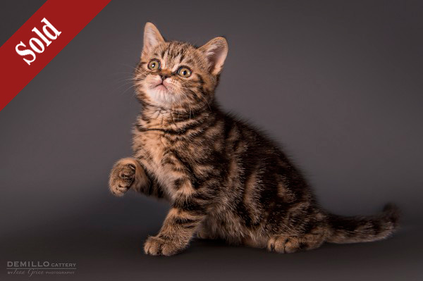 Alpachino Demillo, male, 19.09.2018.