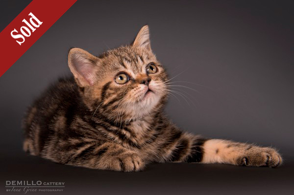 Alpachino Demillo, male, 19.09.2018.