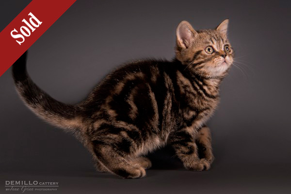 Alpachino Demillo, male, 19.09.2018.