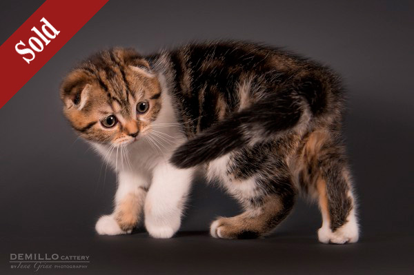 Amigo Demillo, male, 19.09.2018.