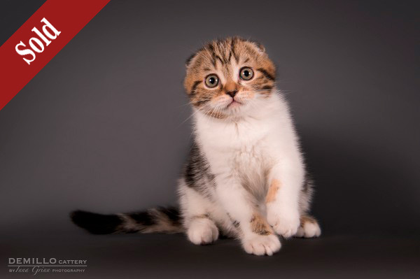 Amigo Demillo, male, 19.09.2018.