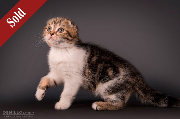 Amigo Demillo, male, 19.09.2018.