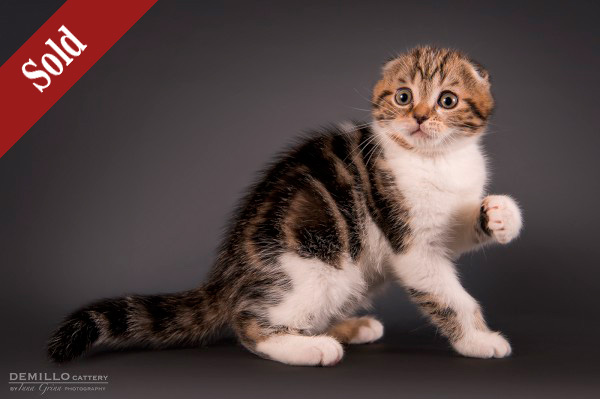 Amigo Demillo, male, 19.09.2018.