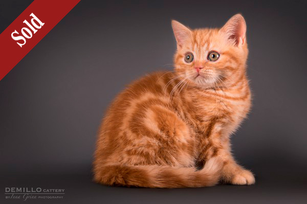 Asterix Demillo, male, 19.09.2018.