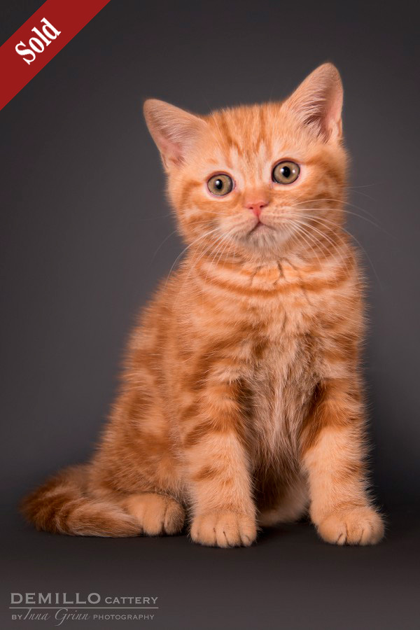 Asterix Demillo, male, 19.09.2018.