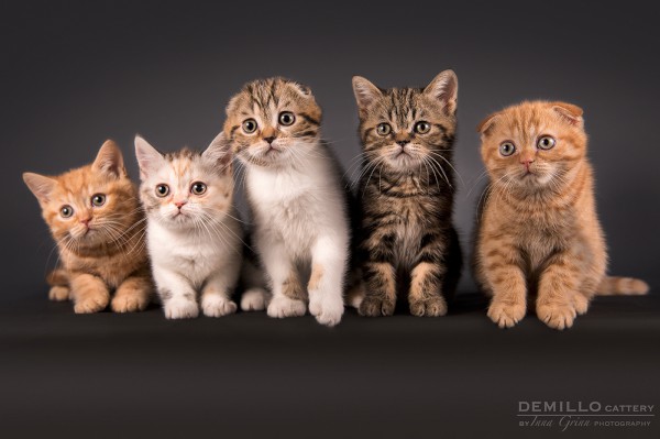 Kittens, 19.09.2018.