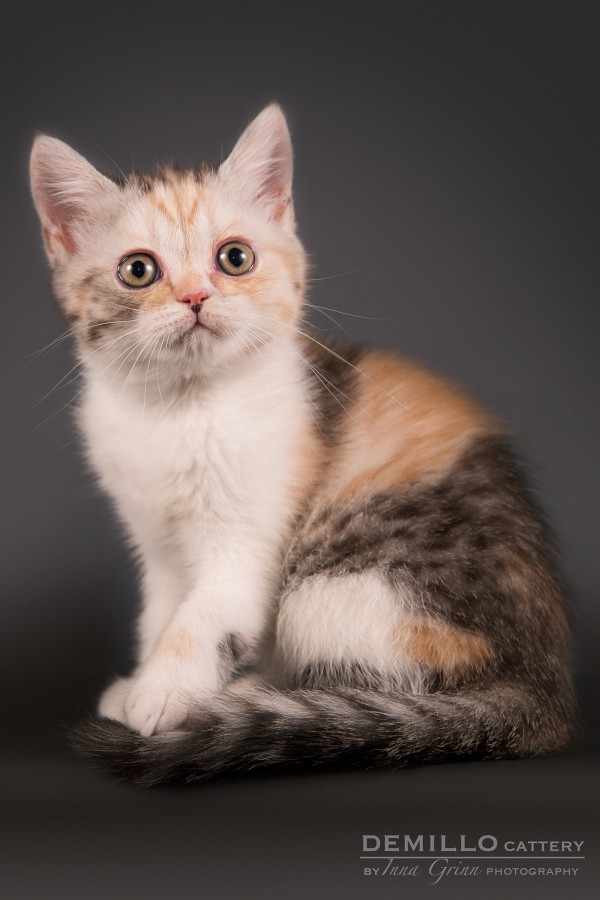 Aurora Demillo, female, 19.09.2018.