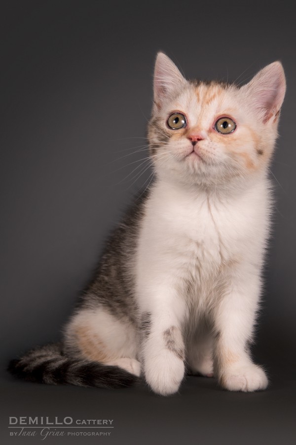 Aurora Demillo, female, 19.09.2018.