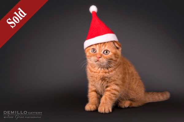 Aisha Demillo, female, 19.09.2018. SOLD!